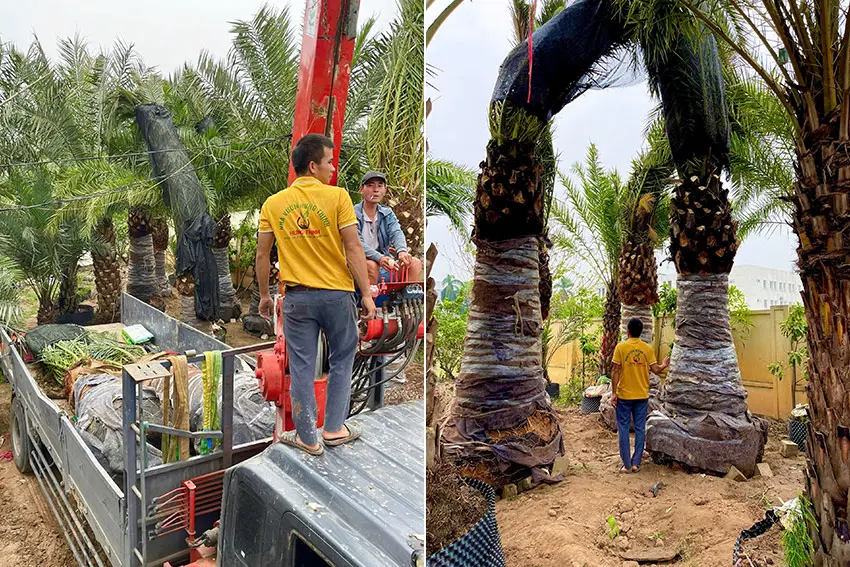 Chà là canary có vẻ ngoài cao lớn, thích hợp làm cảnh quan ngoại thất cho những công trình sang trọng như biệt thự, khách sạn, resort, khu đô thị