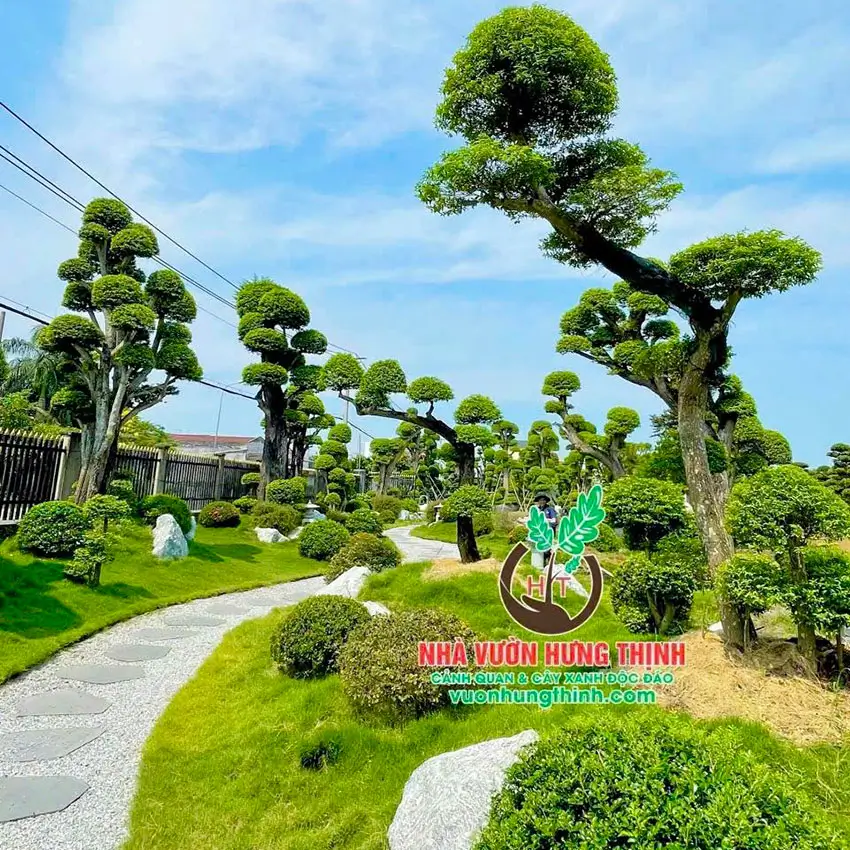 Mai chiếu thủy hợp mệnh gì