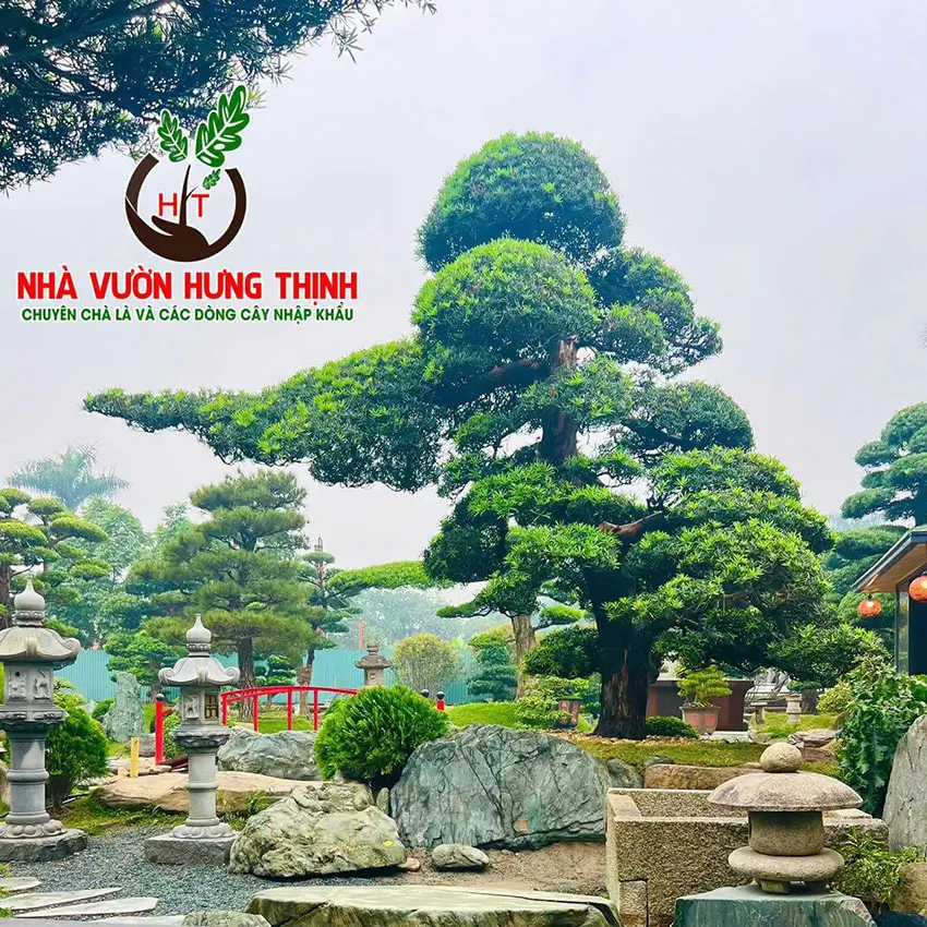 Tùng la hán đẹp