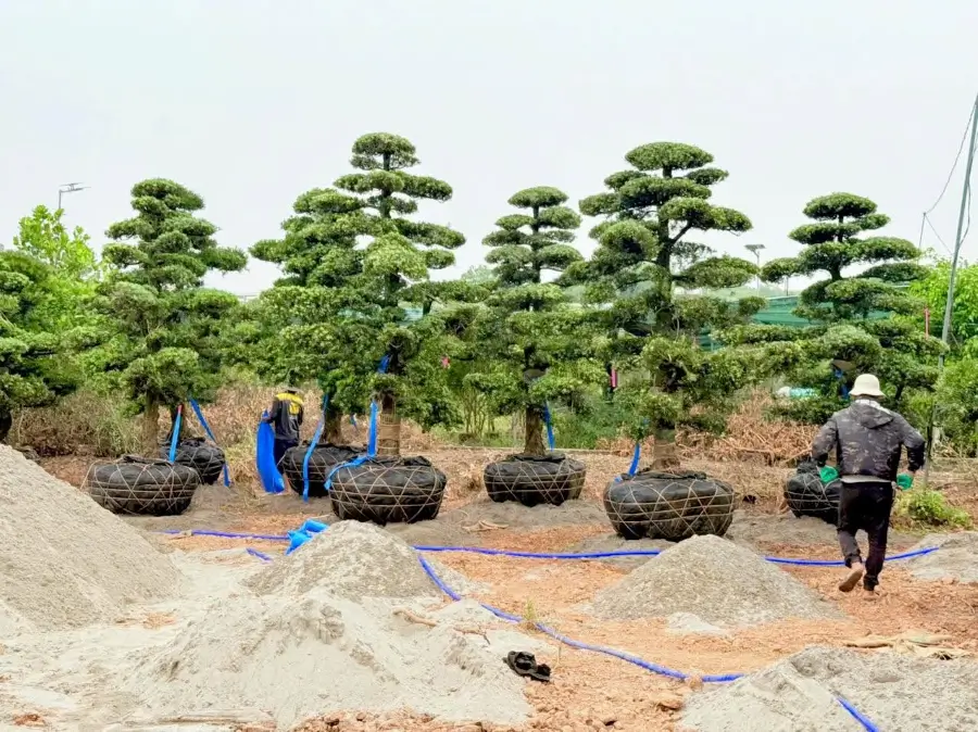 Tùng la hán chậm lớn sau chuyển trồng cần thời gian hồi phục