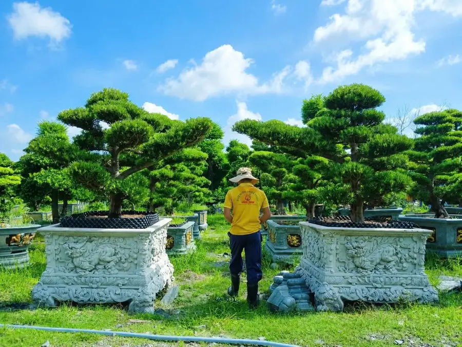 Tùng la hán chậm lớn cần xem lại điều kiện trồng và cách chăm