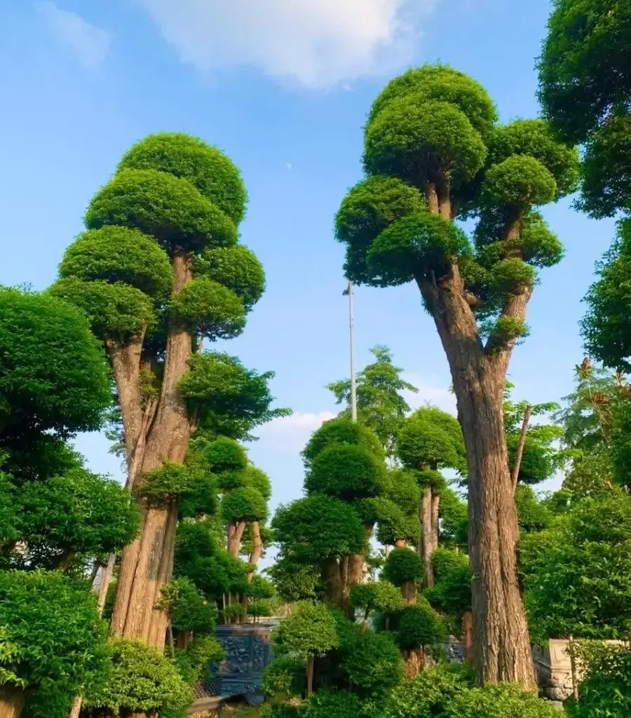 Cách chọn mai chiếu thủy dáng trực đẹp