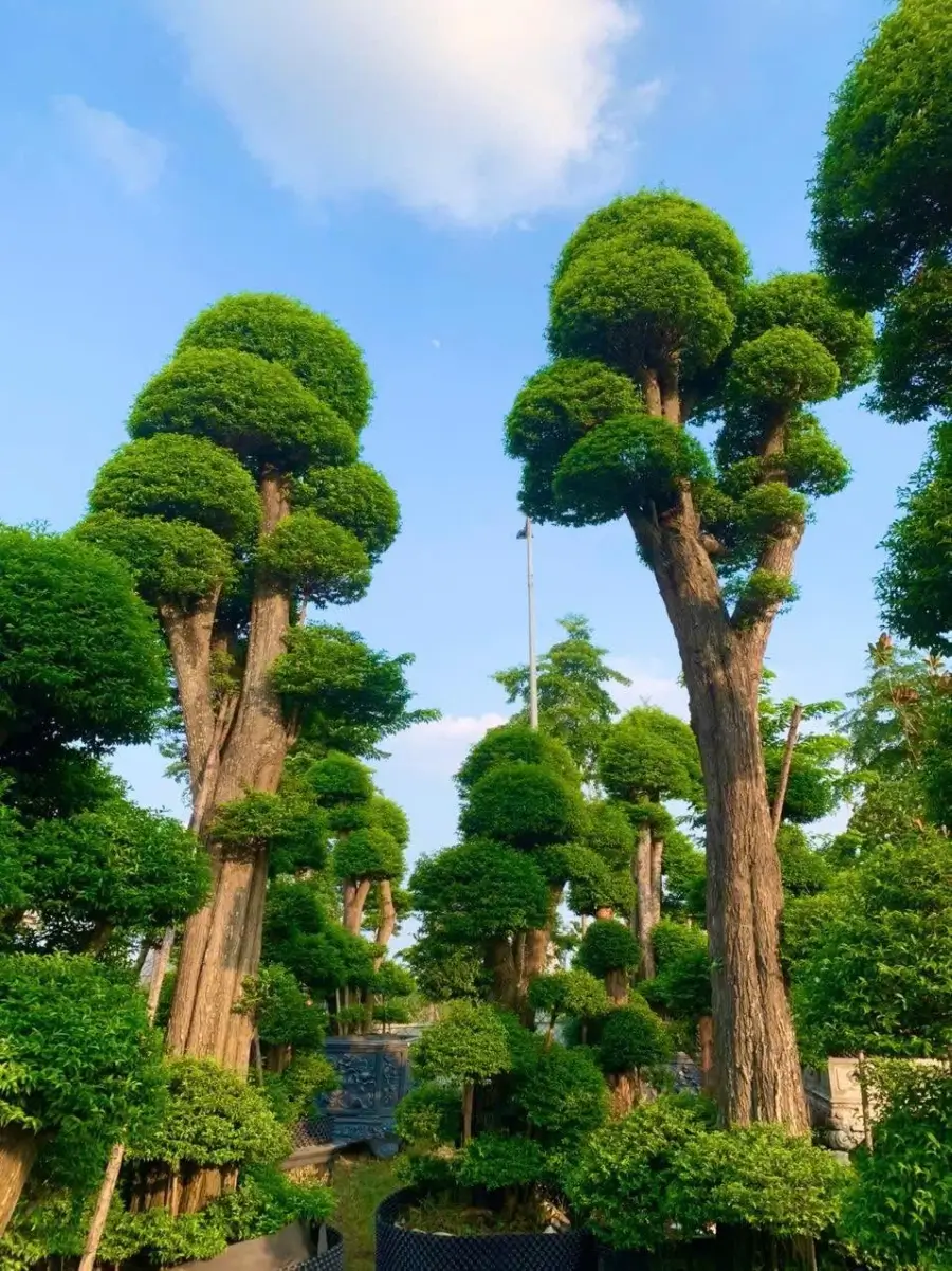 Cách chọn mai chiếu thủy dáng trực đẹp