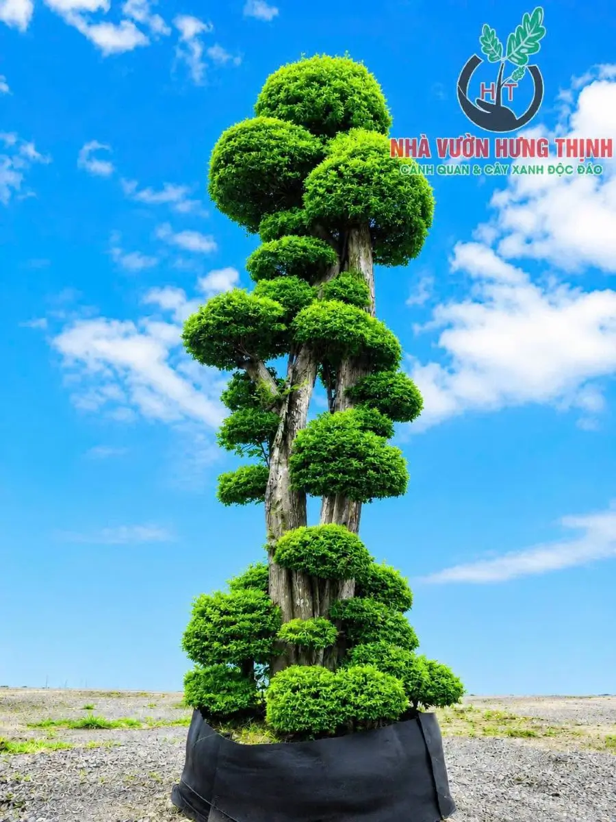 Mai chiếu thủy dáng trực với thân vươn cao và tán được tạo tầng