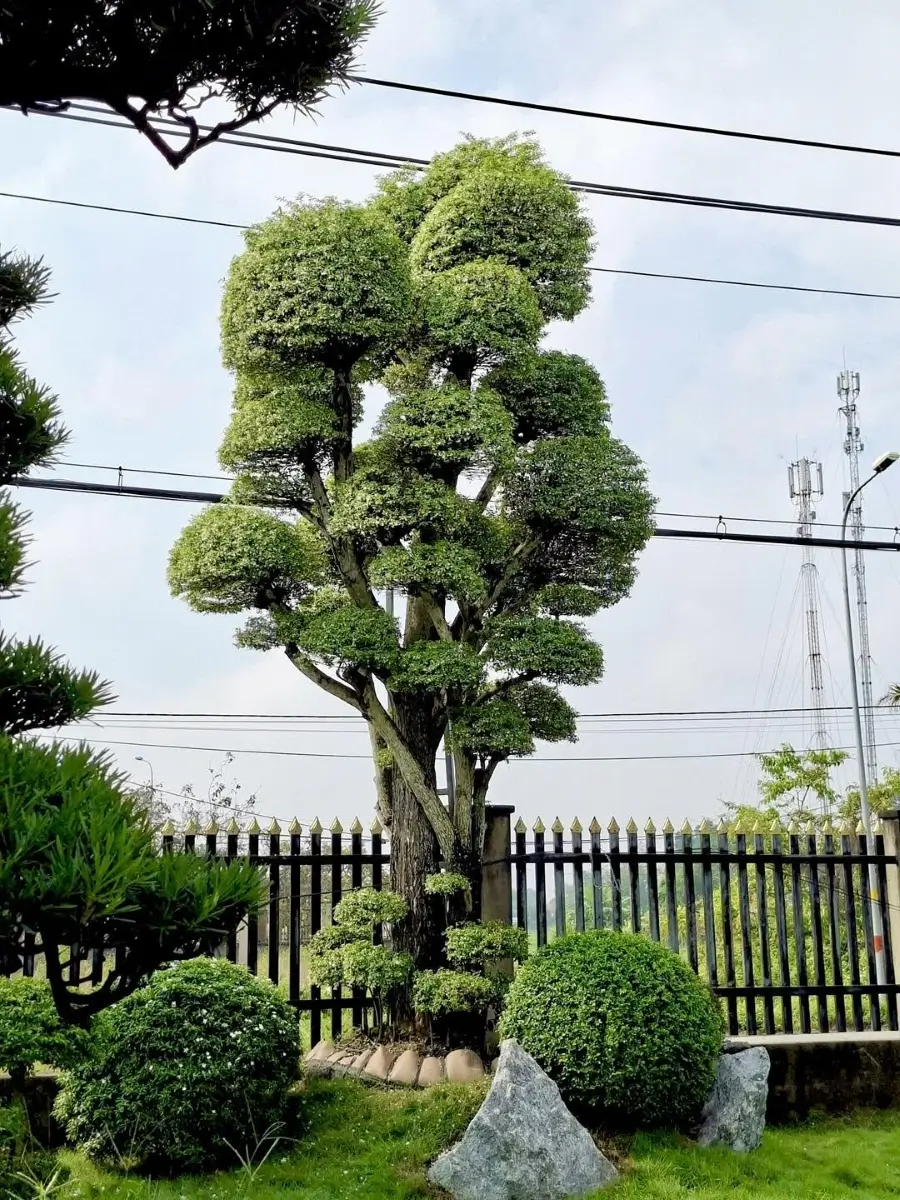 Tỉa duy trì giúp giữ khoảng thoáng giữa các tầng tán