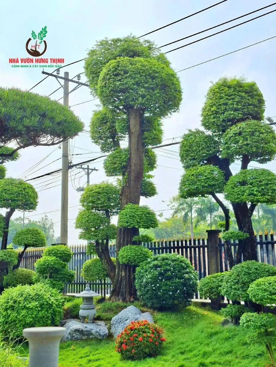 Chọn mai chiếu thủy dáng trực phù hợp với không gian sân vườn