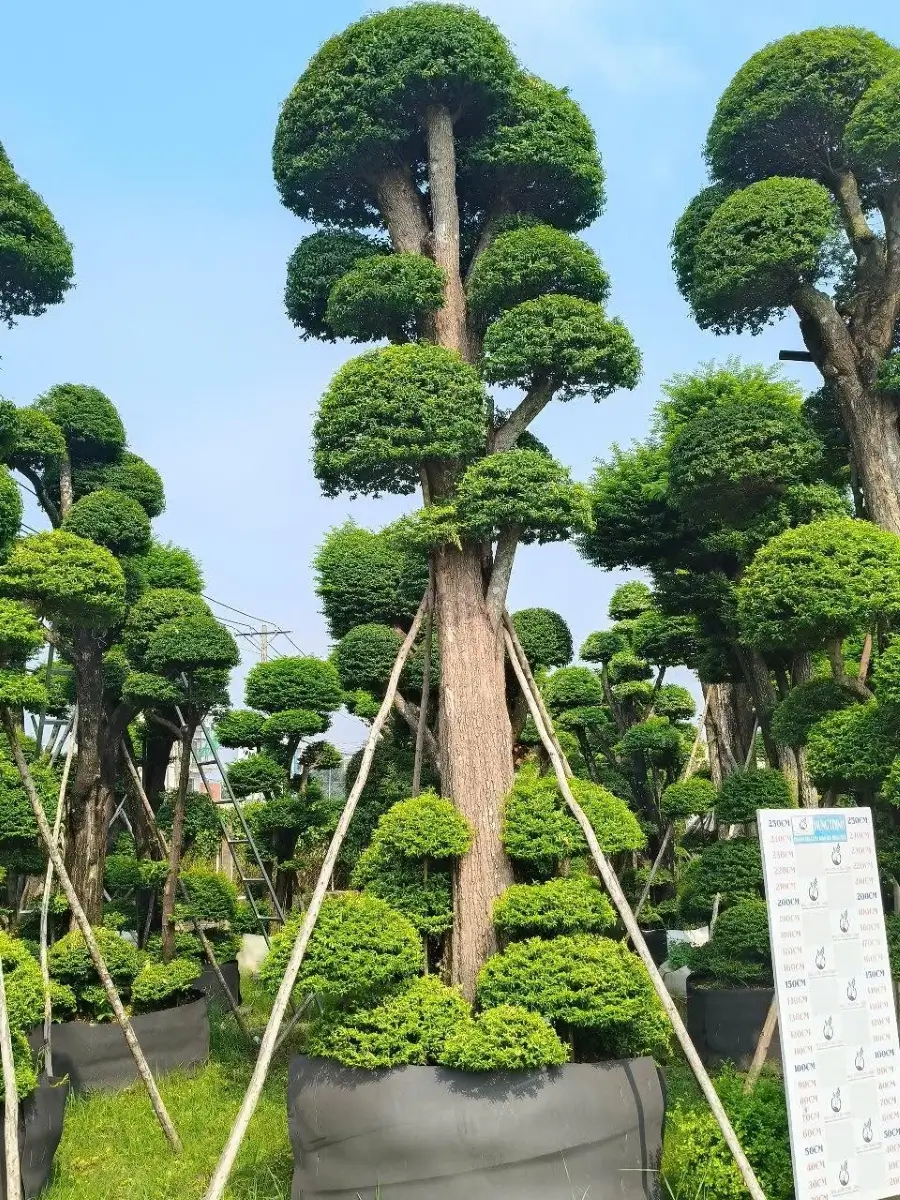 Đường thân vươn đứng của mai chiếu thủy dáng trực
