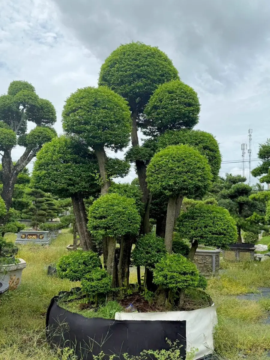Mai chiếu thủy ra hoa mùa nào còn phụ thuộc sức khỏe của cây