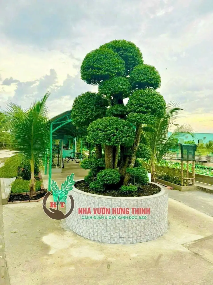 Chọn mai chiếu thủy theo không gian và tình trạng thực tế của cây