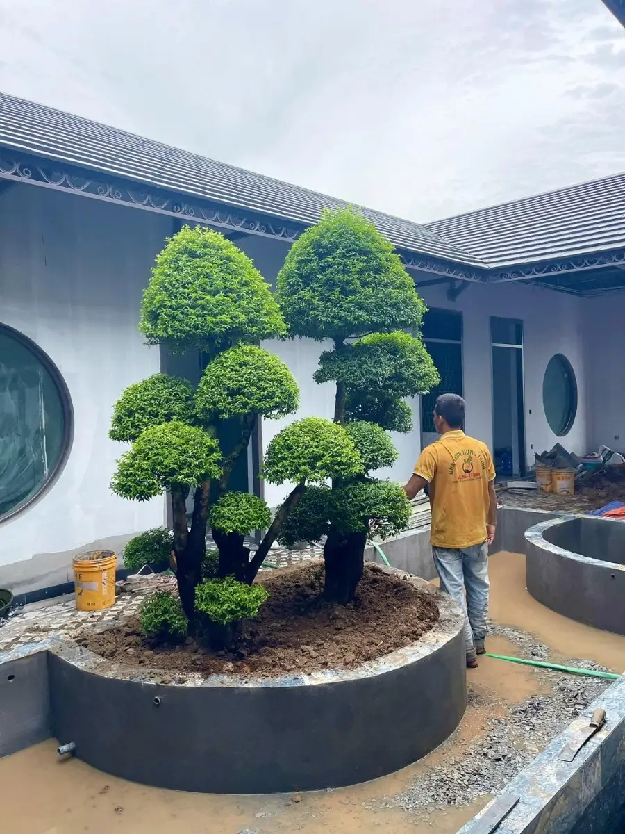 Cây mới trồng cần ổn định trước khi xét mai chiếu thủy ra hoa mùa nào