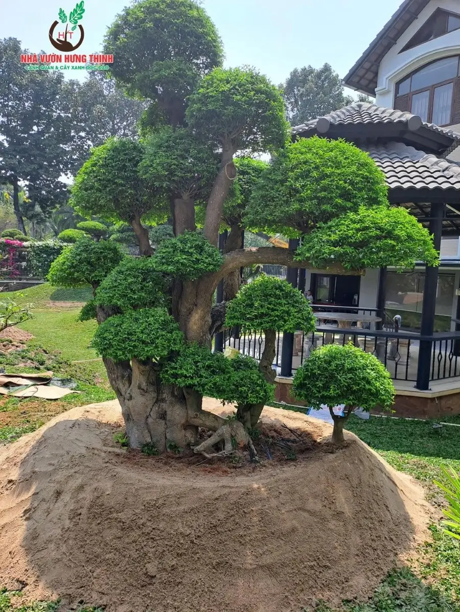 Ánh sáng tại vị trí trồng ảnh hưởng đến khả năng ra hoa