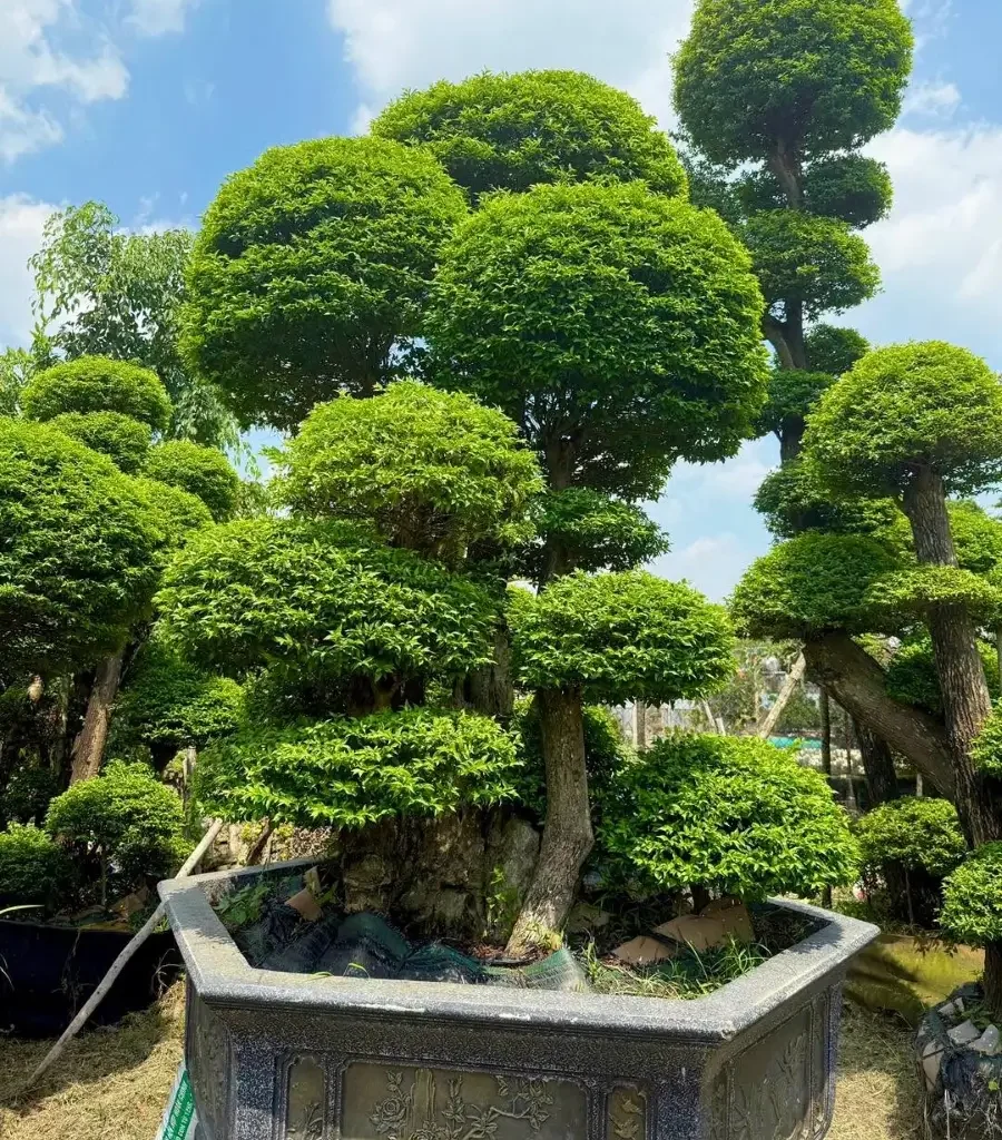 Mai chiếu thủy ra hoa mùa nào trong điều kiện trồng tại nhà