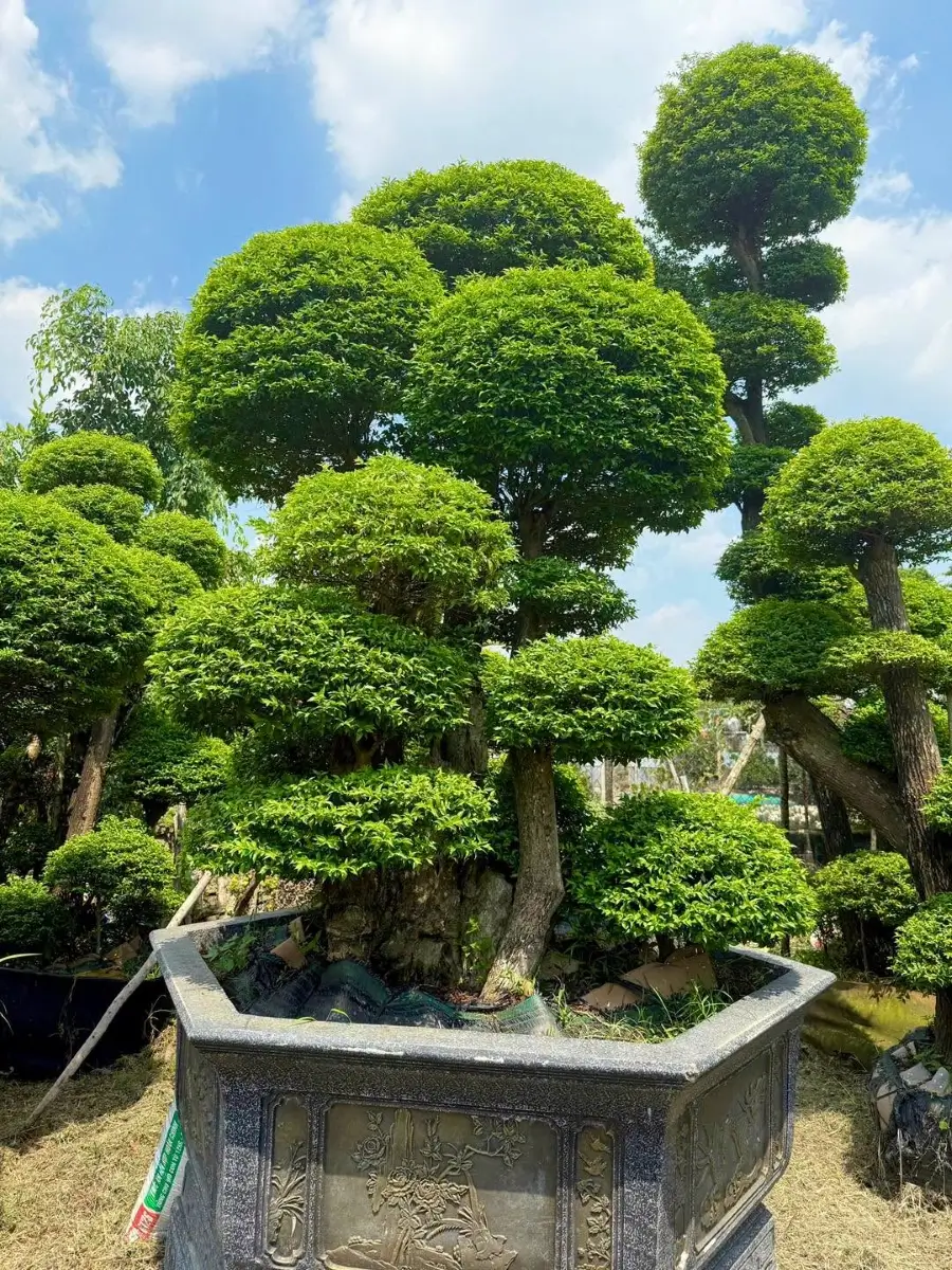 Mai chiếu thủy ra hoa mùa nào trong điều kiện trồng tại nhà