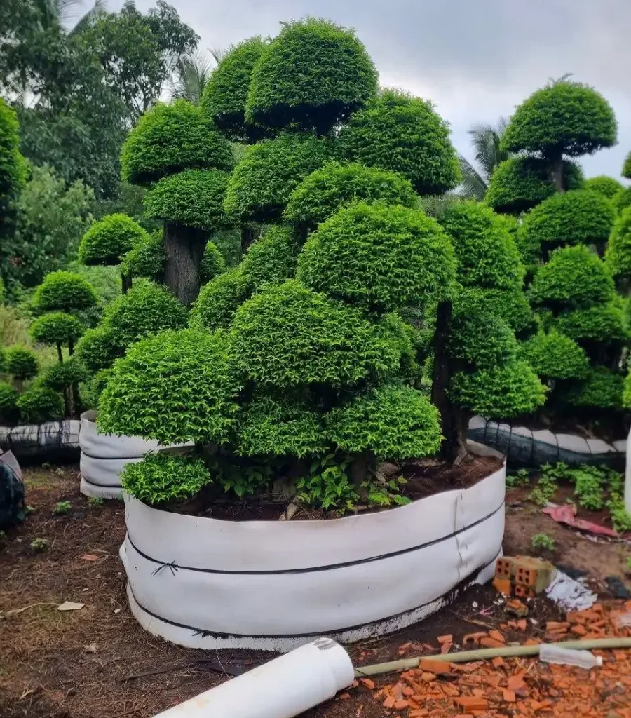 Cách thay đất cho mai chiếu thủy phù hợp với sức cây