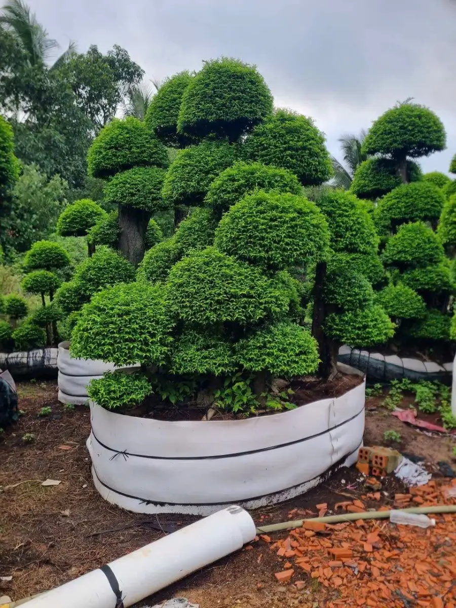 Cách thay đất cho mai chiếu thủy phù hợp với sức cây