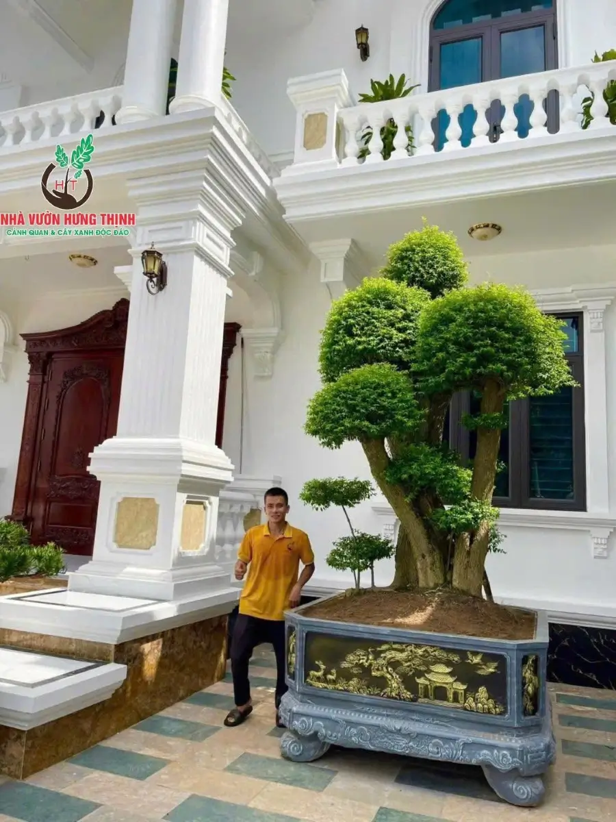 Mai chiếu thủy trồng chậu cần được kiểm tra giá thể theo tình trạng thực tế