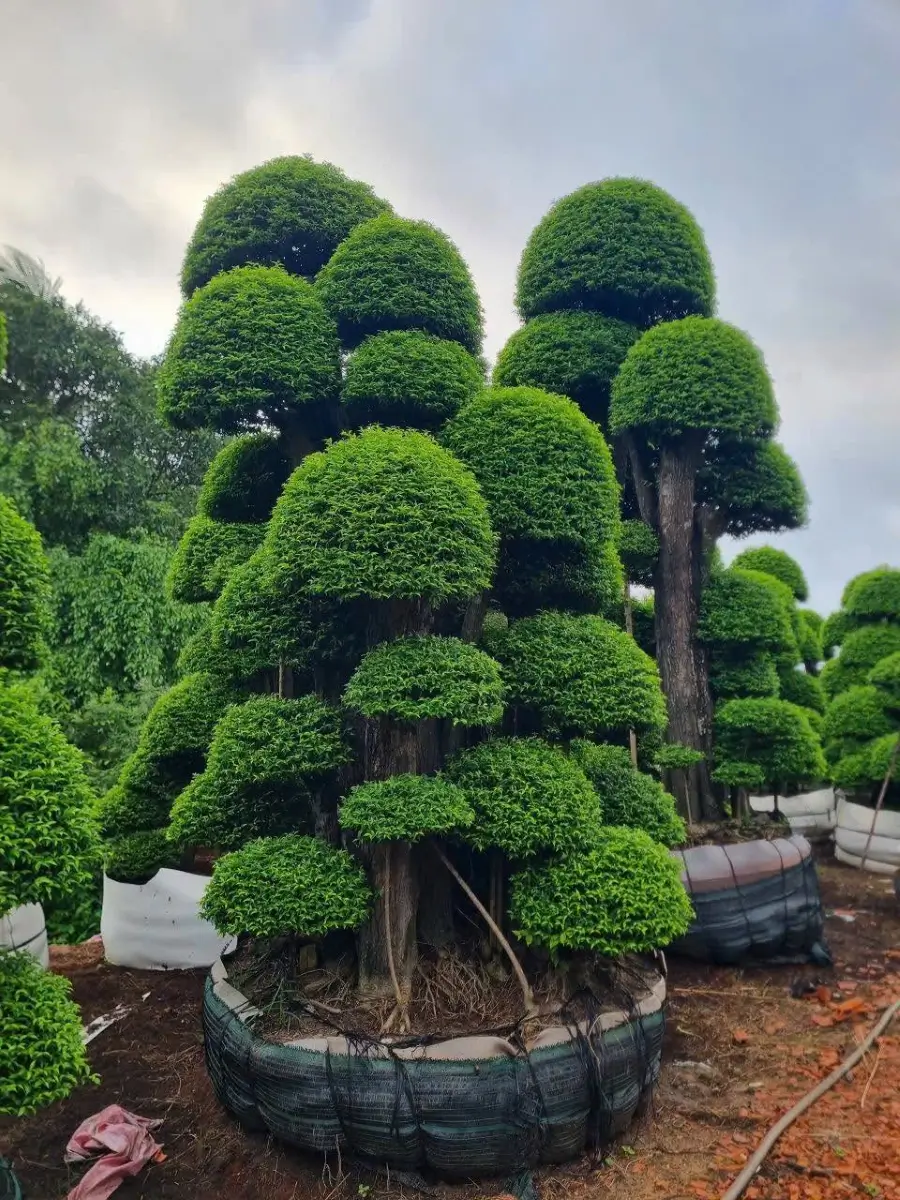 Với mai chiếu thủy lớn, nên nhờ người có kinh nghiệm xử lý bầu