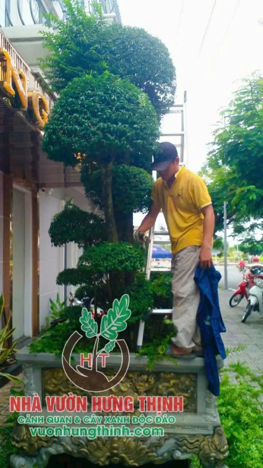 Hạn chế cắt tỉa mạnh sau khi thay đất cho mai chiếu thủy