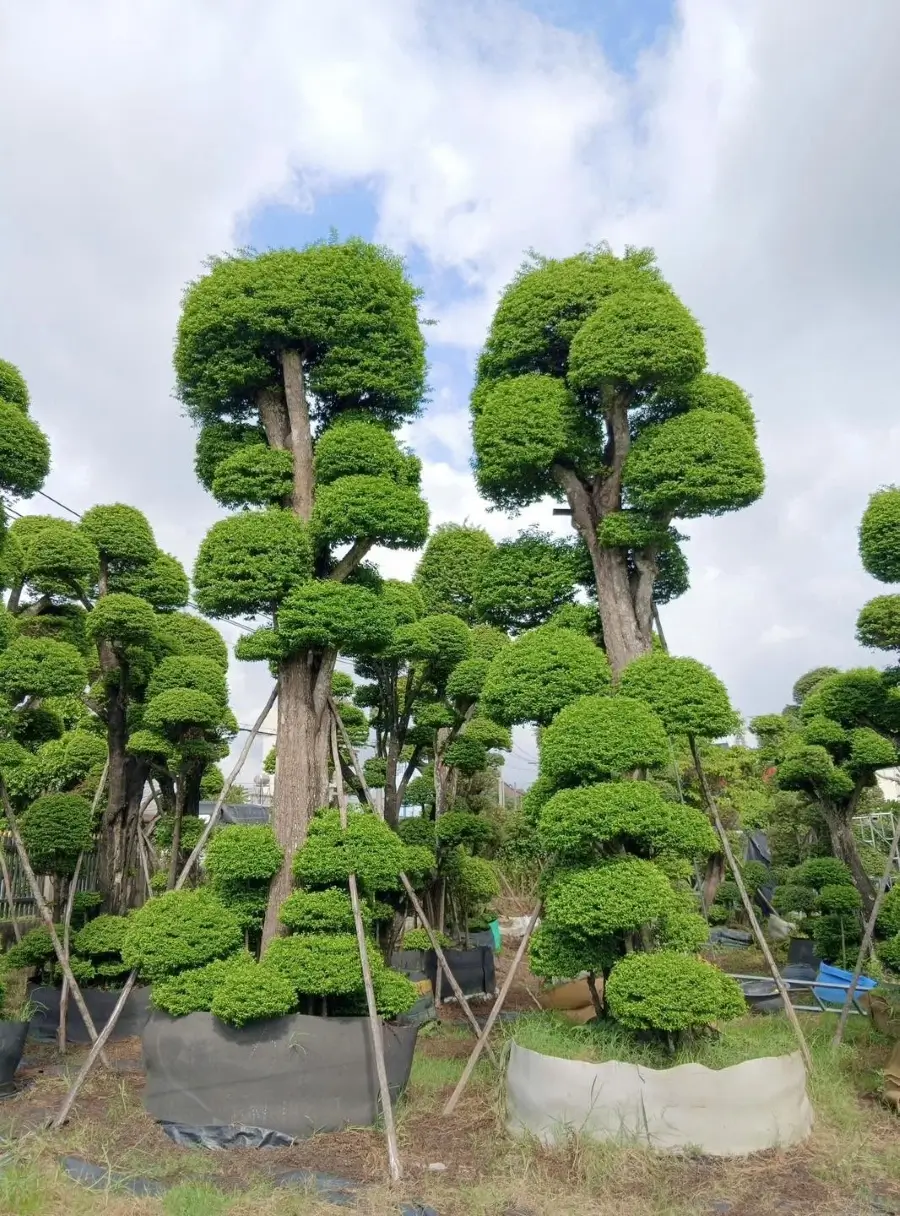 Chọn mai chiếu thủy phù hợp với diện tích và điều kiện chăm sóc